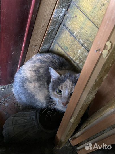 Кошка в дар