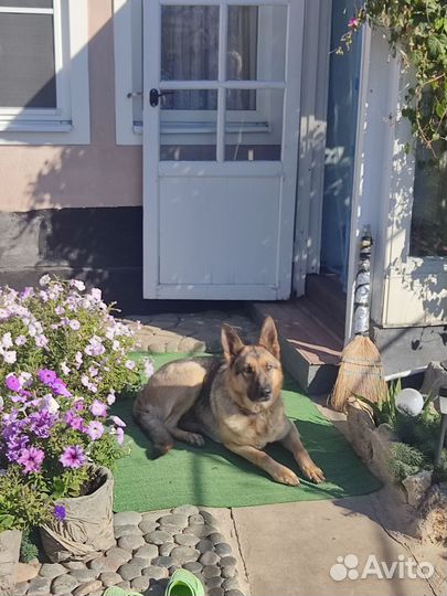 Немецкая овчарка для вязки