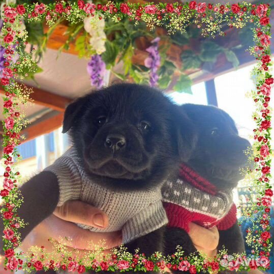 Лабрики щенки