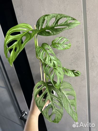 Монстера, суиндапсусы и др