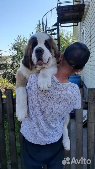 Щенки сенбернара