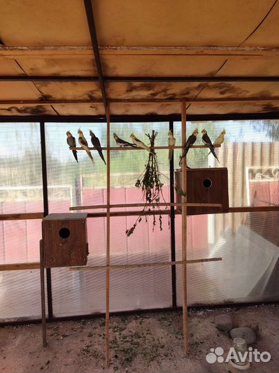 Попугай корелла птенец