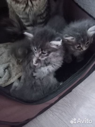 Котята майкун метисы