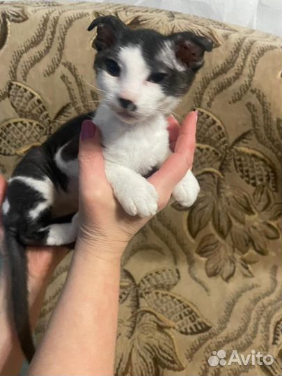 Котята сфинкс