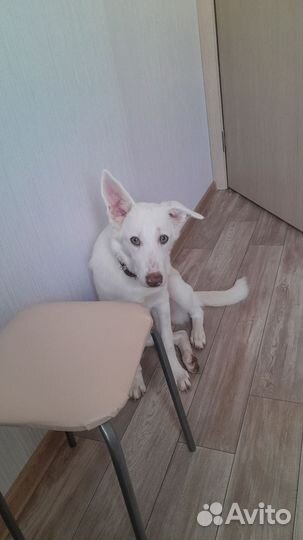 Лайка