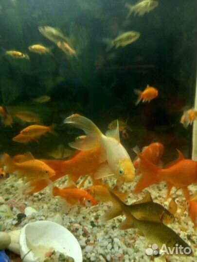 Золотые рыбки каметы