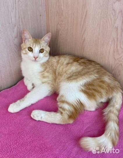 Котик ласкун в добрые руки