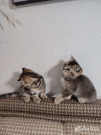 Шотландская тикированное чёрное золото