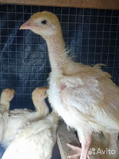 Утята, индюшата