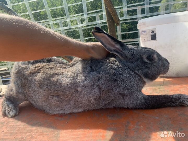 Калифорнийские кролики