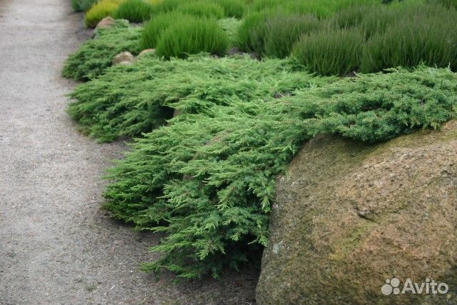 Можжевельник Грин карпет. Блу карпет и другие