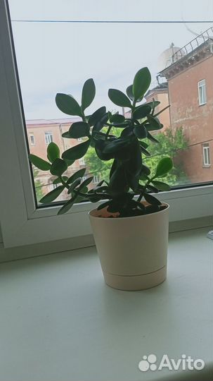 Комнатные цветы,Толстянка, денежное дерево