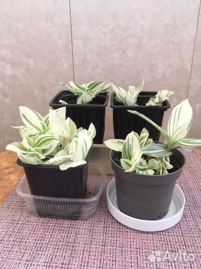 Традесканция