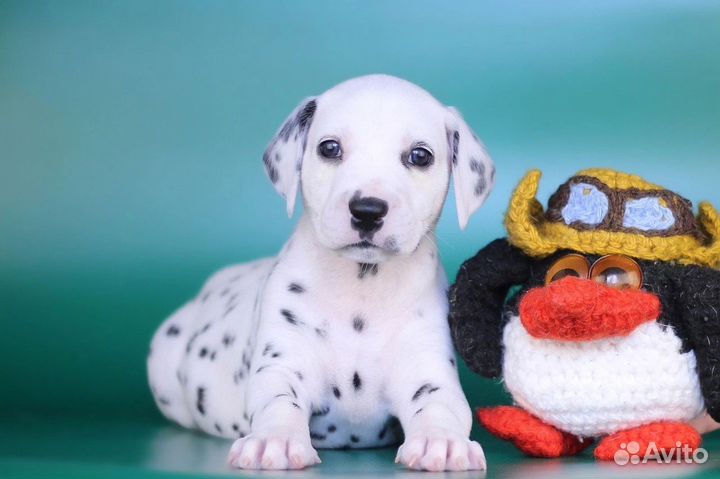 Щенки далматина