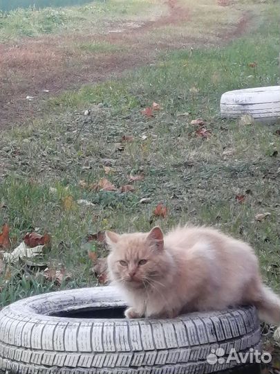Кот Морковка