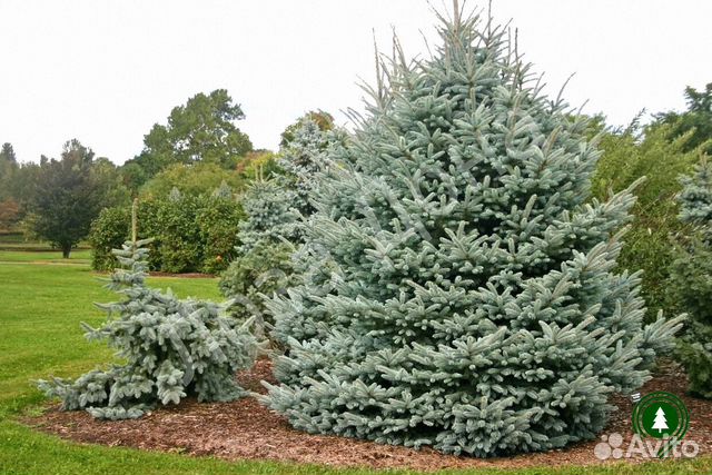 Голубая ель 3,6 м