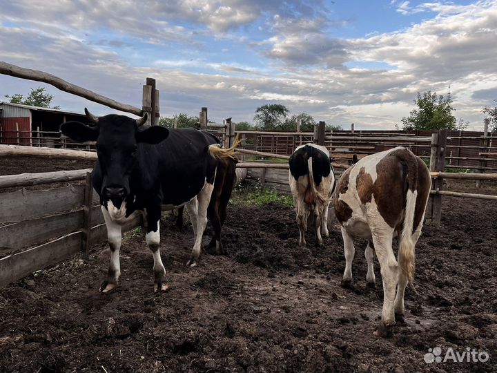 Продам двух быков и двух тёлок