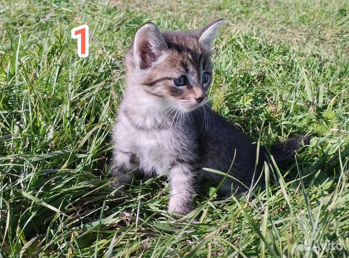 Котята от домашней кошки в добрые руки