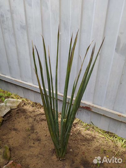 Многолетние садовые цветы, юкка, сирень