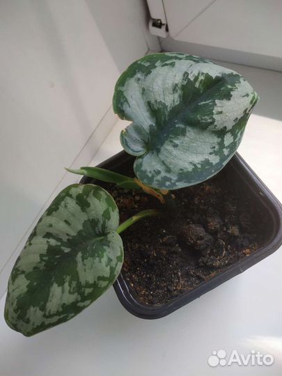 Сциндапсус