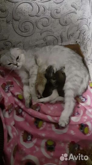 Кошки шотландцы