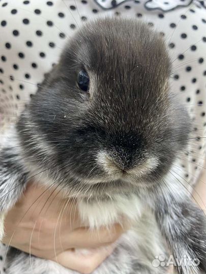 Кролик баран вислоухий