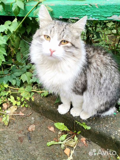 Котик ищет дом