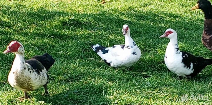 Индо утки и голубой фаворит