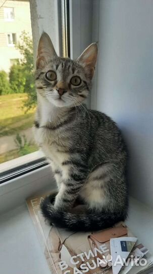 Кошечка Люся