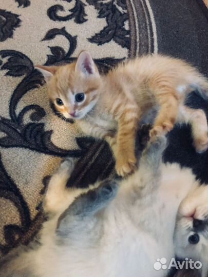 Котята в добрые руки