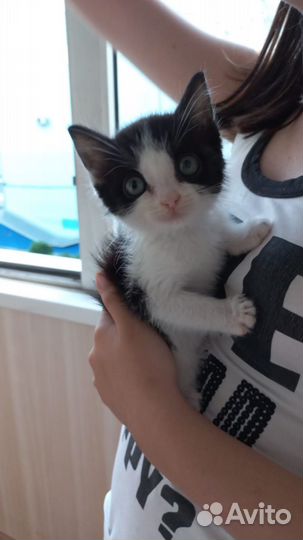 В добрые руки чудесного котика