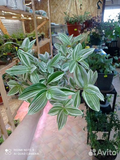 Хлорофитум, традесканция, плющ