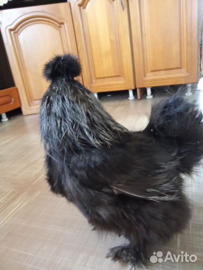 Китайские шелковые