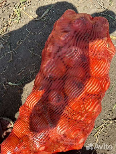 Лук репчатый