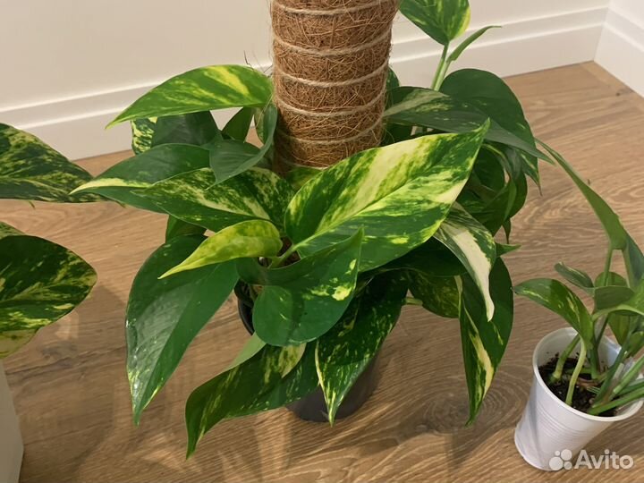 Сциндапсус эпипремнум ауреус комнатные растения