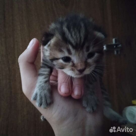 В добрые руки