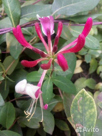 Клематисы, каприфоль, лианы многолетние