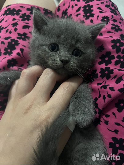 Шотладские котята