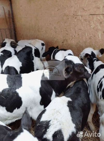 Бычки и телята