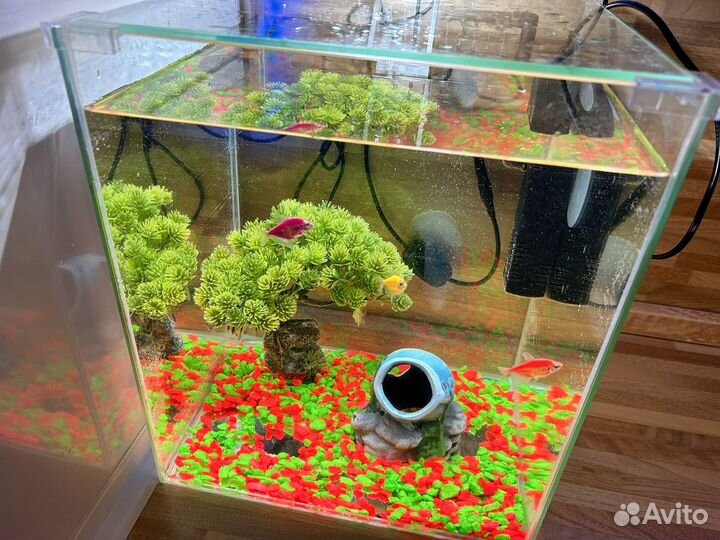 Аквариумные рыбки