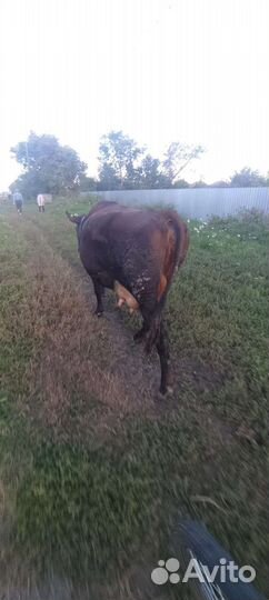 Корова стельная дойная