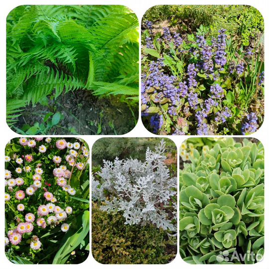 Растения многолетники садовые, саженцы, кустарники
