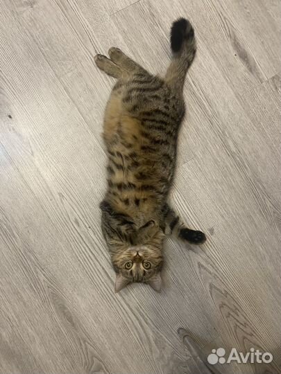Кошечка Мелисса ищет дом
