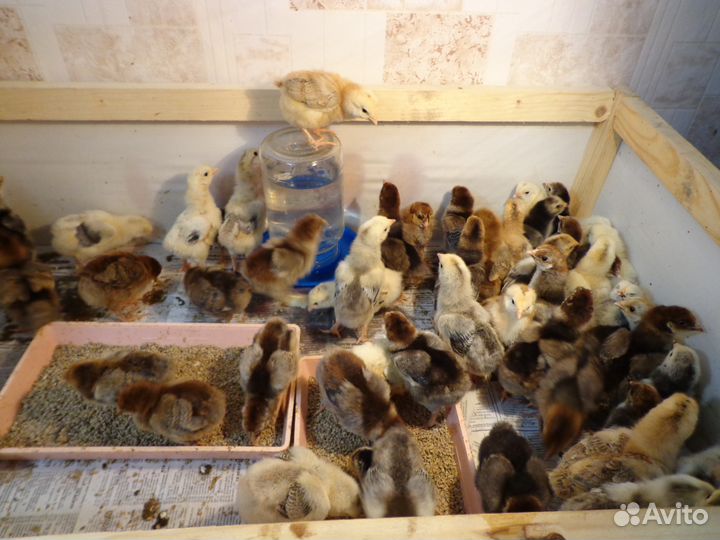 Домашние цыплята