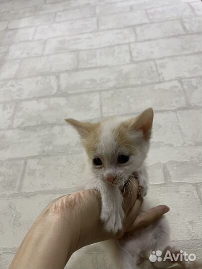 Котенок