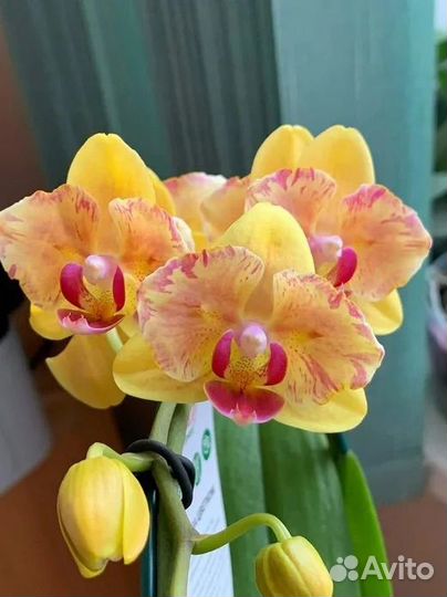 Phalaenopsis азиаты подростки 1000