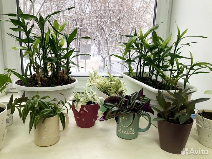 Счастливый бамбук (драцена Сандера, Lucky bamboo)