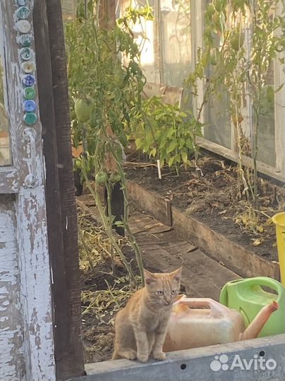 Котята ищут дом