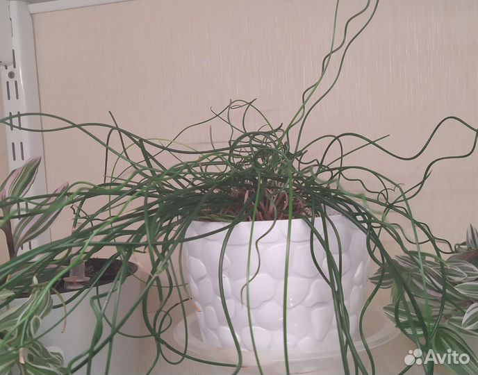 Комнатные цветы