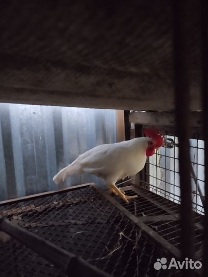 Петух Леггорн